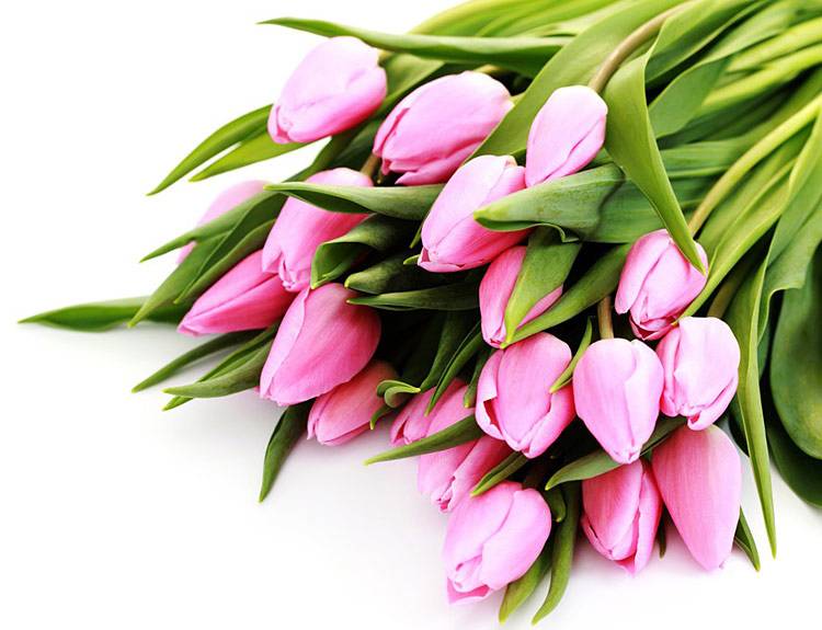 Коллектив НИУ «БелГУ» поздравляет с юбилеем Людмилу Александровну Тишевскую Поздравления НИУ «БелГУ» Коллектив НИУ «БелГУ» поздравляет с юбилеем Людмилу Александровну Тишевскую