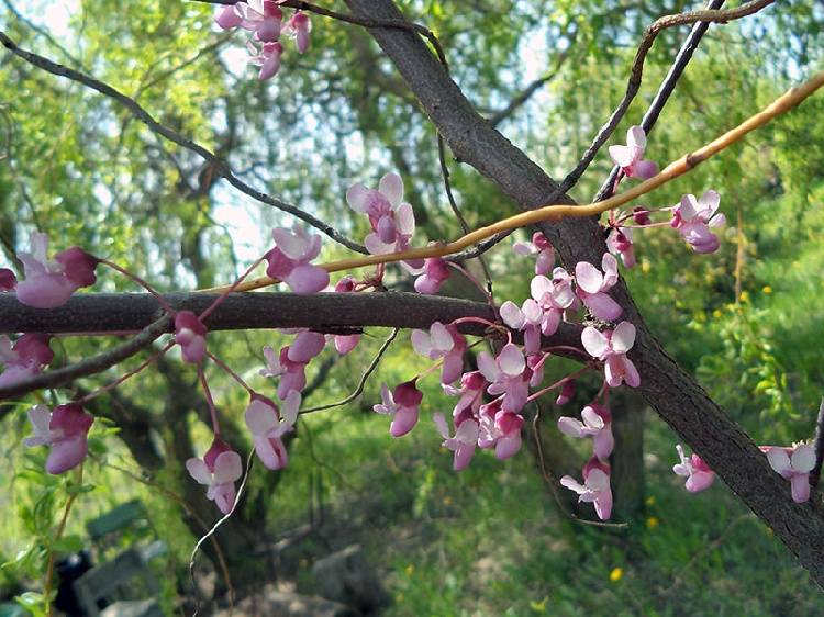 Сиреневое цветение церциса События НИУ «БелГУ» сиреневое цветение церциса