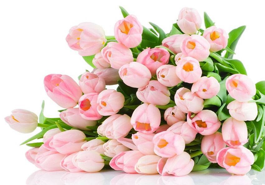 Коллектив НИУ «БелГУ» поздравляет с юбилеем Татьяну Владимировну Самосенкову Поздравления НИУ «БелГУ» Коллектив НИУ «БелГУ» поздравляет с юбилеем Татьяну Владимировну Самосенкову