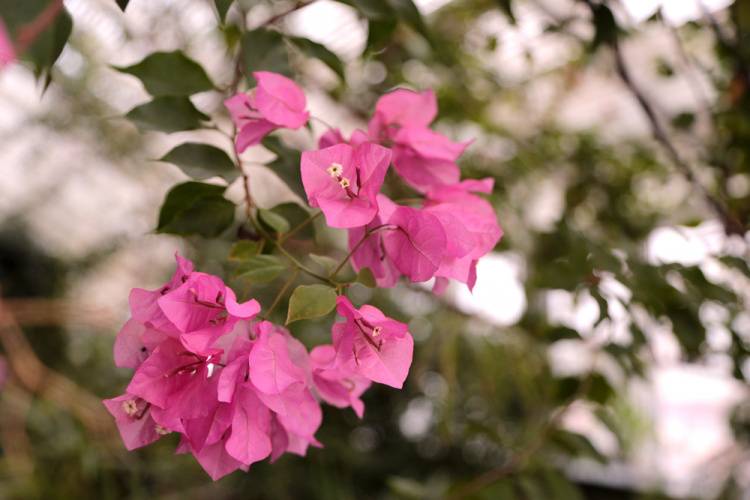Southern plants at the NRU "BelSU" winter garden Southern plants at the NRU "BelSU" winter garden