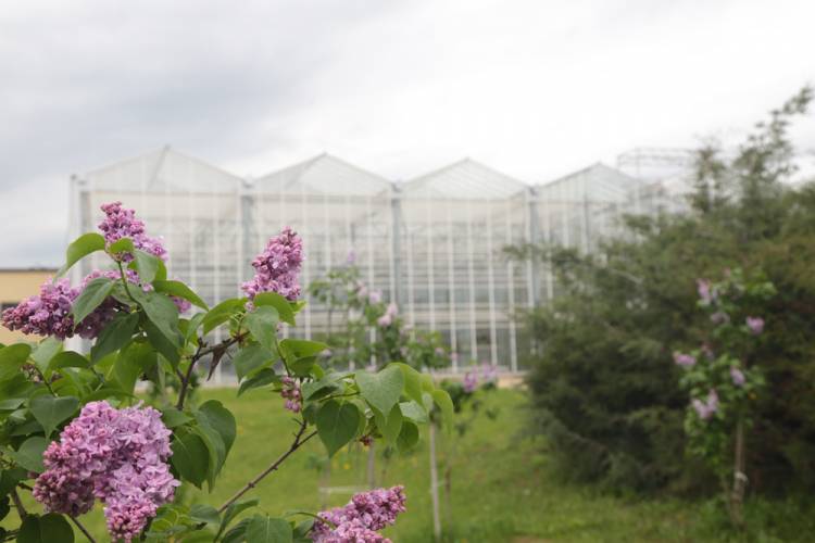 Сегодня Международный день сирени  События НИУ «БелГУ» сегодня международный день сирени
