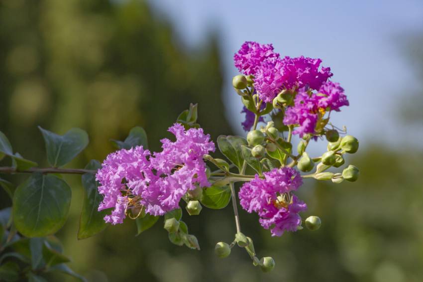 В Ботаническом саду расцвела «индийская сирень»  События НИУ «БелГУ» в ботаническом саду расцвела «индийская сирень»