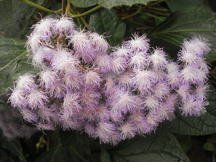 «Путешествие в лето» Объявления НИУ «БелГУ» «путешествие в лето»