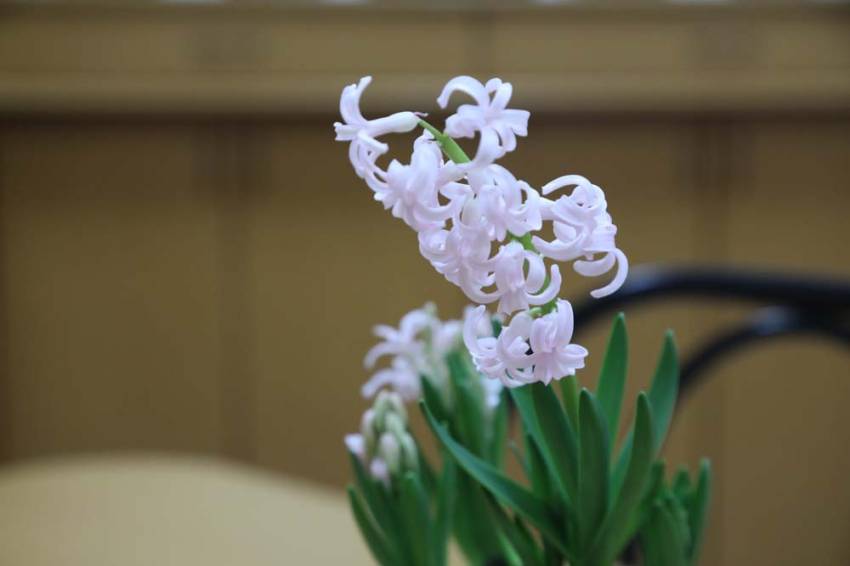 В НИУ «БелГУ» зацвели первоцветы События НИУ «БелГУ» в ниу «белгу» зацвели первоцветы