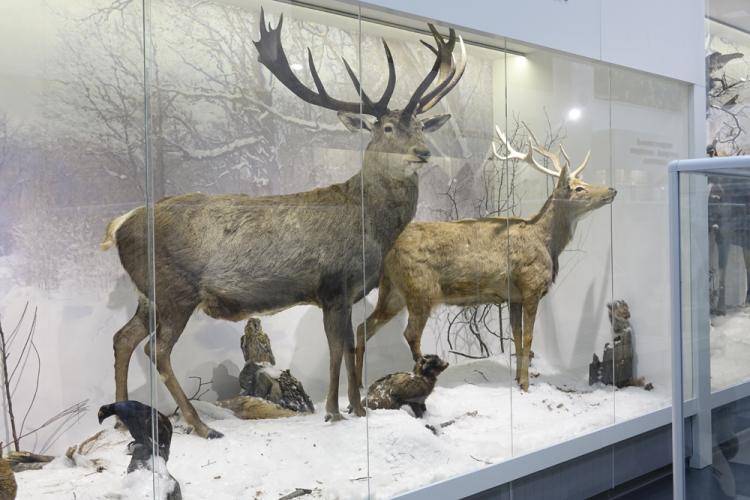 Благородный олень – в коллекции НИУ «БелГУ» События НИУ «БелГУ» благородный олень – в коллекции ниу «белгу»