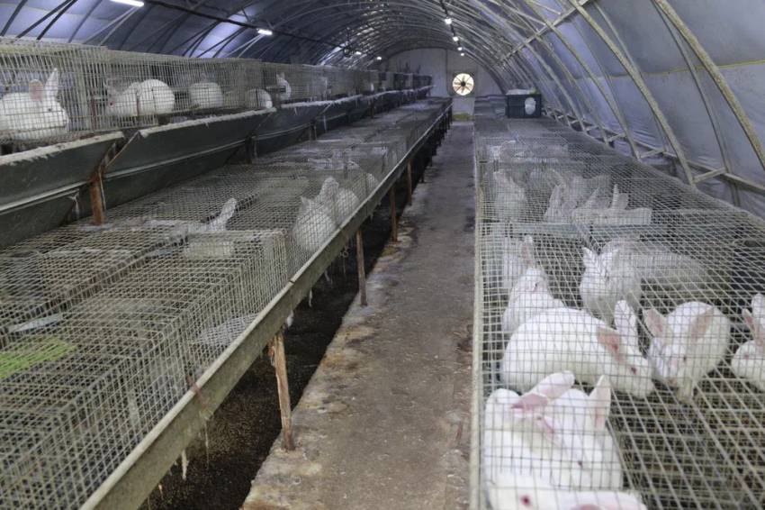 Биотехнологи НИУ «БелГУ» научились получать крольчих, дающих гипоаллергенное молоко События НИУ «БелГУ» биотехнологи ниу «белгу» научились получать крольчих, дающих гипоаллергенное молоко