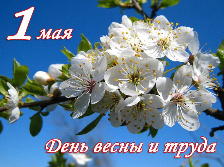С праздником Весны и Труда! Поздравления НИУ «БелГУ» С праздником Весны и Труда!