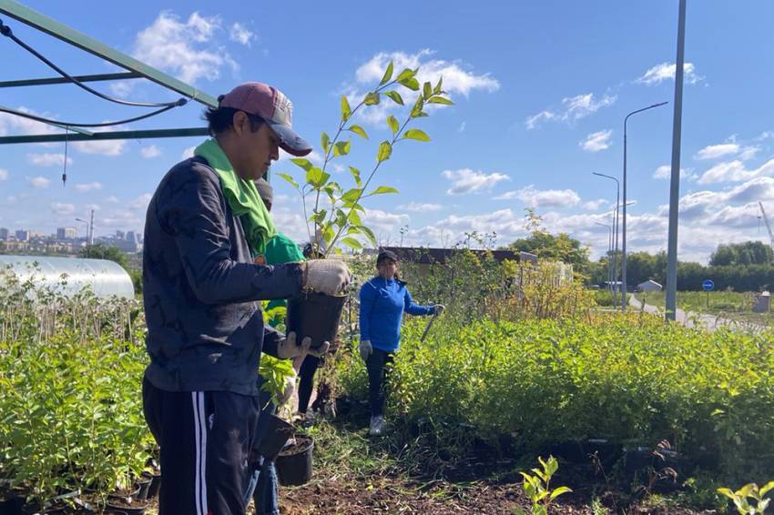 Иностранные студенты НИУ «БелГУ» работают в трудовых отрядах События НИУ «БелГУ» иностранные студенты ниу «белгу» работают в трудовых отрядах