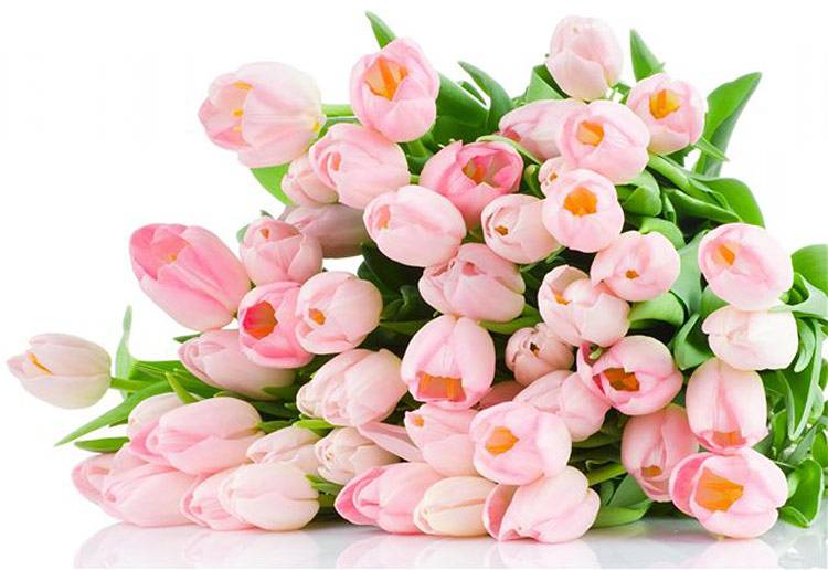 Коллектив НИУ «БелГУ» поздравляет с юбилеем Ирину Николаевну Винакову Поздравления НИУ «БелГУ» Коллектив НИУ «БелГУ» поздравляет с юбилеем Ирину Николаевну Винакову