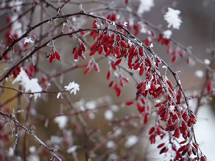 Однодневные школы-семинары садовода-огородника Объявления НИУ «БелГУ» однодневные школы-семинары садовода-огородника