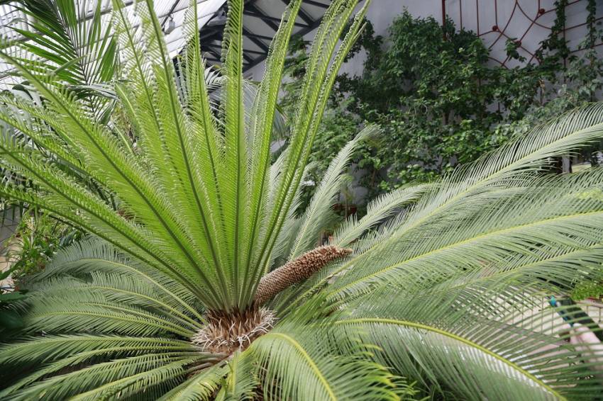 В зимнем саду НИУ «БелГУ» дал новые листья саговник и зацвела бугенвиллия  События НИУ «БелГУ» в зимнем саду ниу «белгу» дал новые листья саговник и зацвела бугенвиллия