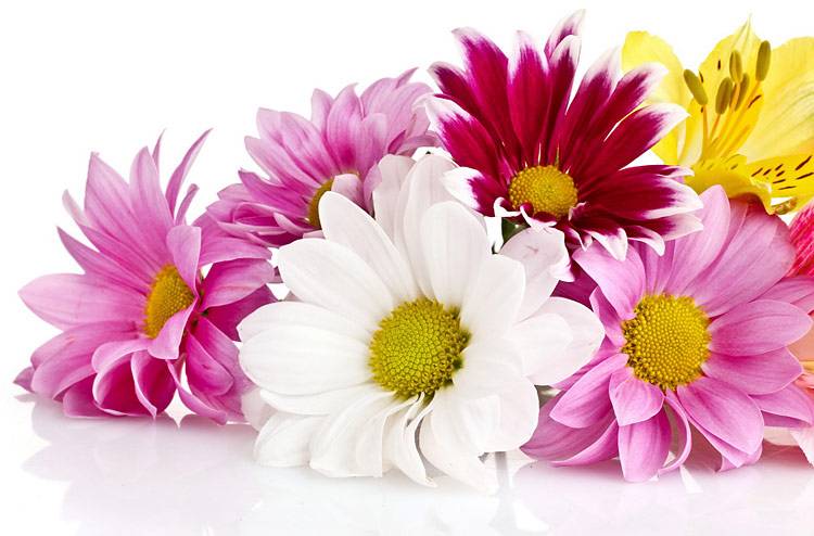 Коллектив НИУ «БелГУ» поздравляет с юбилеем Наталью Борисовну Серикову Поздравления НИУ «БелГУ» Коллектив НИУ «БелГУ» поздравляет с юбилеем Наталью Борисовну Серикову